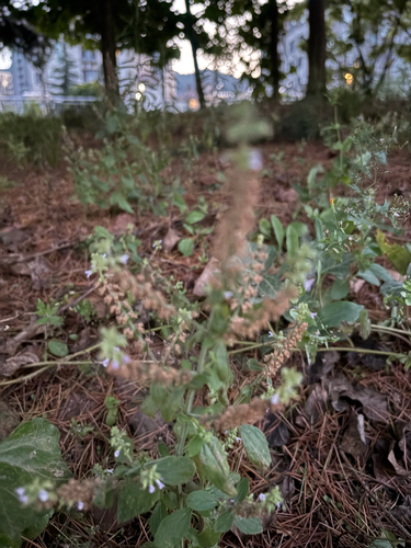 Salvia plebeia observed 2026-07-20