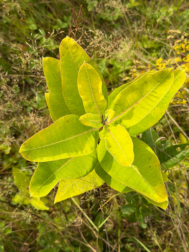 common milkweed