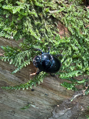 Woodland Dor Beetle