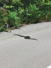 Elaphe quatuorlineata