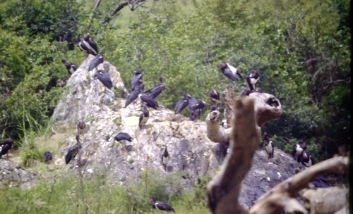 iNaturalist image