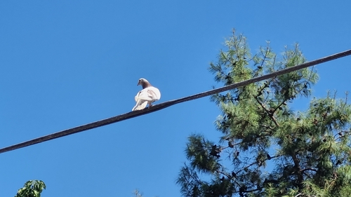 Feral Pigeon