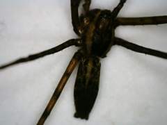 Psechrus