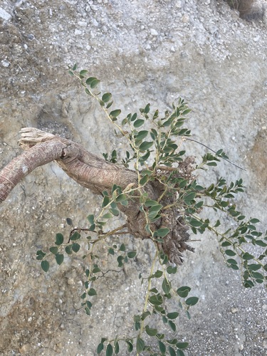 Caper Bush