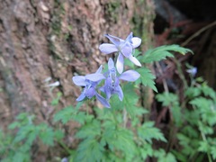 Delphinium anthriscifolium