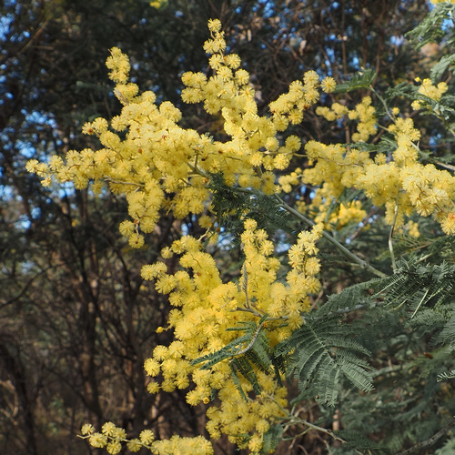 Silver wattle