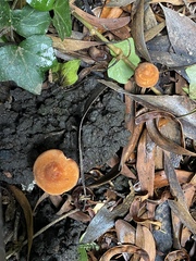 Marasmius elegans