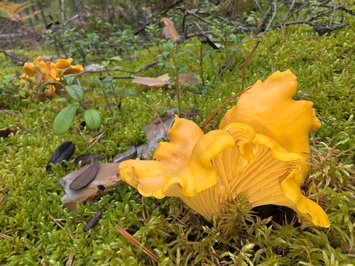 Golden Chanterelle