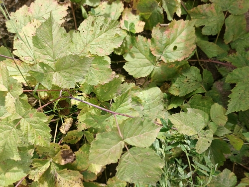 European dewberry