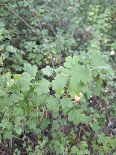 European gooseberry