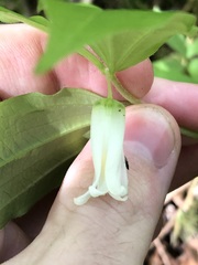 Prosartes smithii, photograph (c) Jared Shorma, some rights reserved (CC BY)
