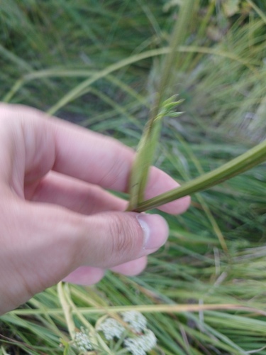 Ostericum palustre, photograph 2