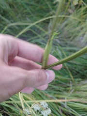 Ostericum palustre, photograph author not stated, no rights reserved