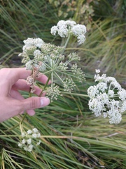 Ostericum palustre