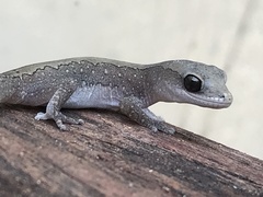 Diplodactylus vittatus