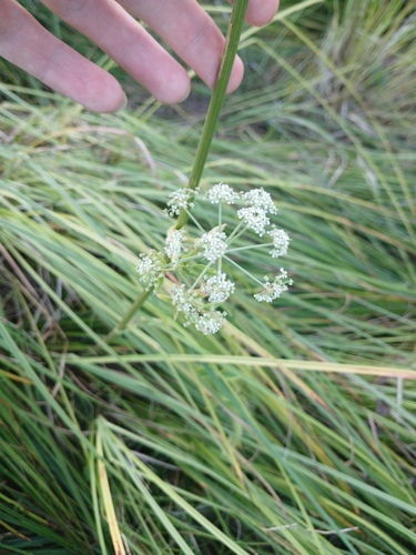 Ostericum palustre, photograph 3