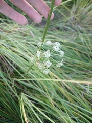 Ostericum palustre, photograph author not stated, no rights reserved