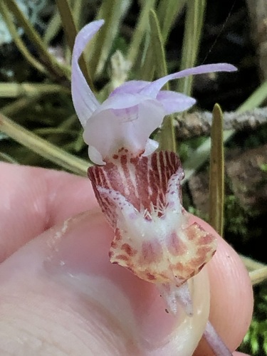 Calypso bulbosa, photograph 4