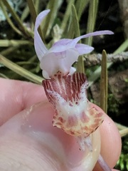 Calypso bulbosa, photograph (c) Jared Shorma, some rights reserved (CC BY)