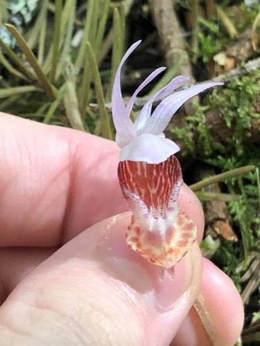 Calypso bulbosa, photograph 2