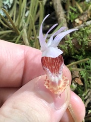 Calypso bulbosa, photograph (c) Jared Shorma, some rights reserved (CC BY)