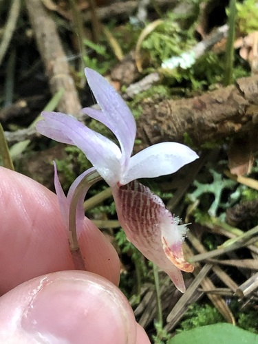 Calypso bulbosa, photograph 3