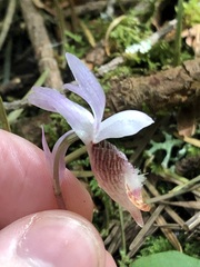 Calypso bulbosa, photograph (c) Jared Shorma, some rights reserved (CC BY)