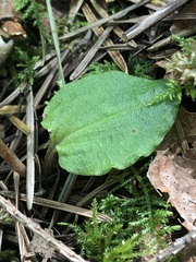 Calypso bulbosa, photograph (c) Jared Shorma, some rights reserved (CC BY)