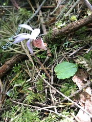 Calypso bulbosa, photograph (c) Jared Shorma, some rights reserved (CC BY)