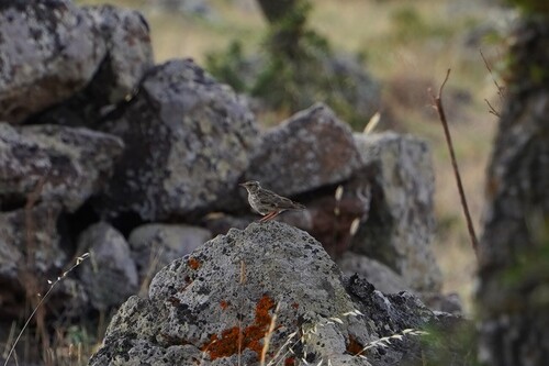 Woodlark