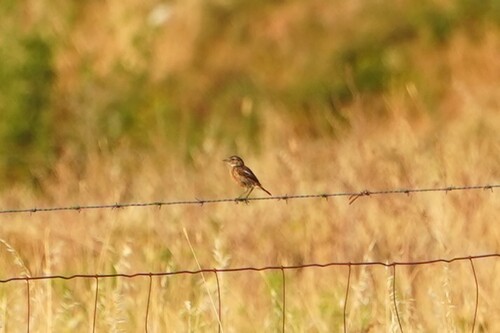 European Stonechat