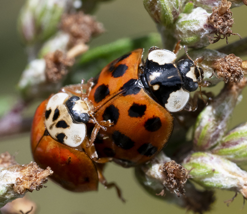 Asian Lady Beetle