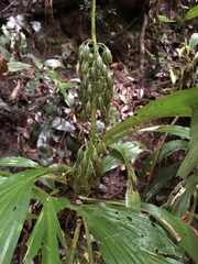 Calanthe formosana