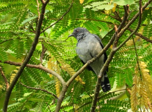 Coracina fimbriata observed 2026-08-27