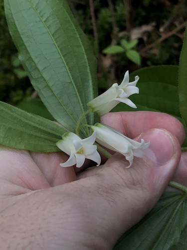 Prosartes smithii, photograph 4