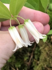 (c) Jared Shorma, some rights reserved (CC BY) Prosartes smithii, photograph (c) Jared Shorma, some rights reserved (CC BY)