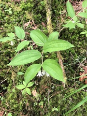 (c) Jared Shorma, some rights reserved (CC BY) Prosartes smithii, photograph (c) Jared Shorma, some rights reserved (CC BY)