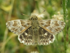 Muschampia baeticus