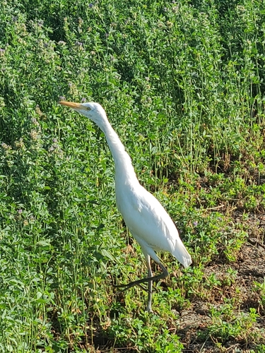 Western Cattle-Egret