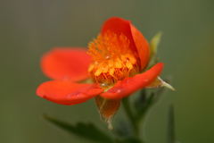 Geum coccineum