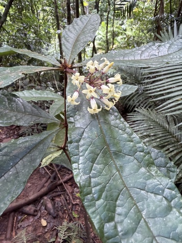 Pittosporum rubiginosum, 2026-09-02