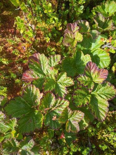 cloudberry