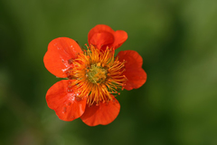 Geum coccineum