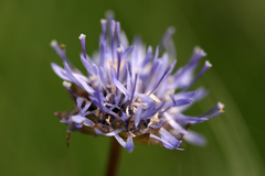 Jasione