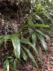 Calanthe formosana
