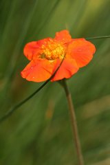 Geum coccineum