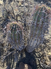 Euphorbia stellispina