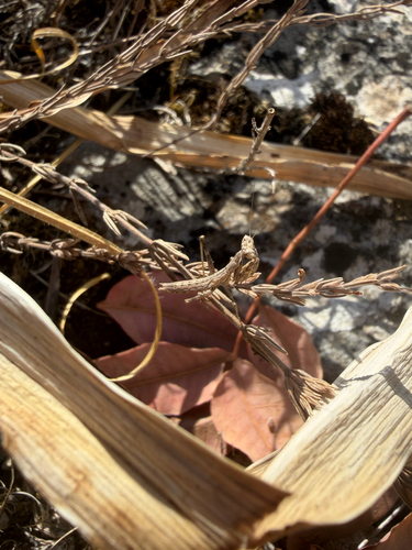 Grey Mantis
