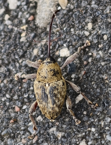acorn weevil