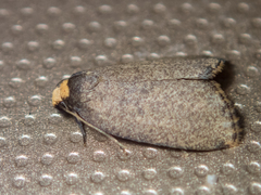 Eugoa uniformis